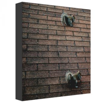 "Two Squirrels Eat As One" - Stretched and mounted canvas photo print