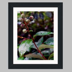 "Twig and Berries" - Framed Color Prints